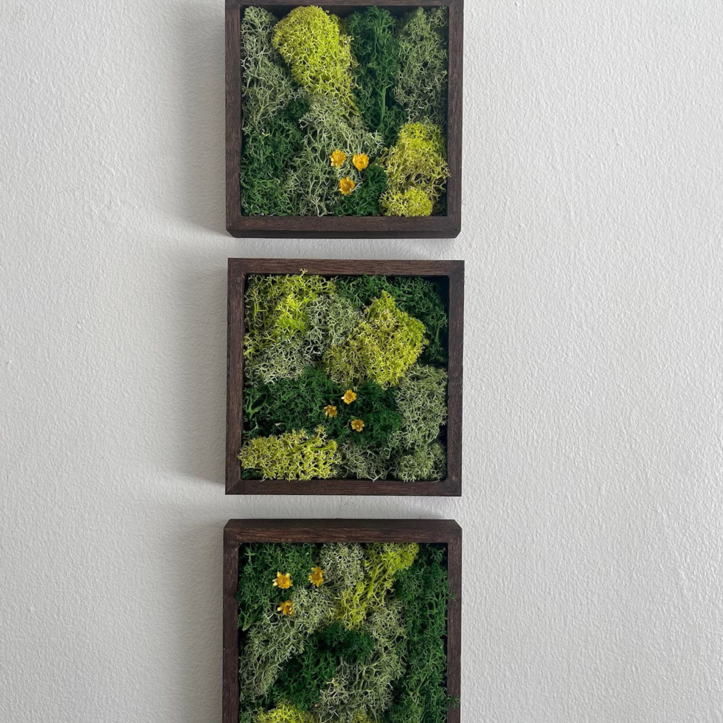 Drei kleine Moosbilder übereinander in einer Reihe an einer weißen Wand hängend mit Blümchen in den Moosbildern.